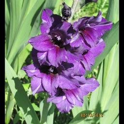 Ua Ib Siab Mog (Classic)