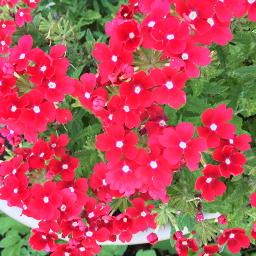 Paranjilla njaan onnum