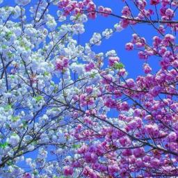 ဒီဇင်ဘာညတစ်ည(ဘိုဖြူ)