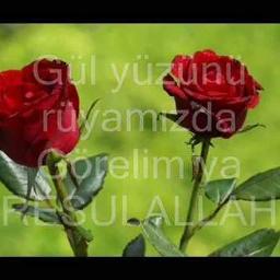 *☼ gül yüzünü rüyamızda görelim ( 2019 )