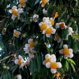 နွေဦးကံ့ကော် - Unicode