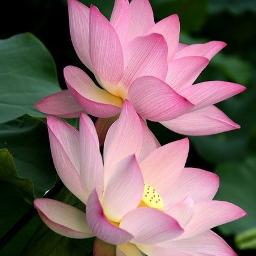 THAMARAI POOVUKKUM - ❣️Thamara Poovukum❣️