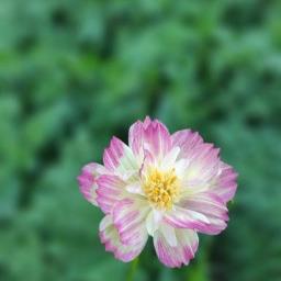 ဝေးဝေးကလွမ်း Duet Unicode ☪