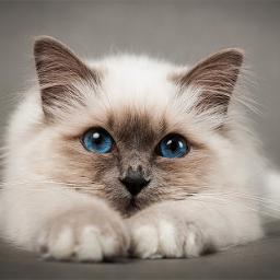 Тёплые коты /+/