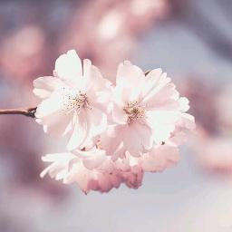 Konjum Mainakkale Short 1