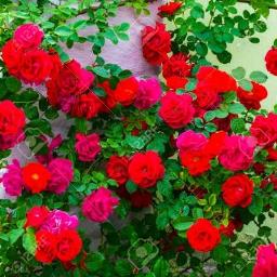💙 Ek Pyar Ka 💙🄴🄺 🄿🅈🄰🅁 🄺🄰 SHOR
