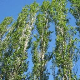 Тополя
