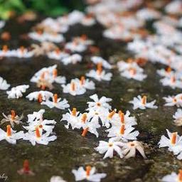 Ormakai iniyoru sneha geetham HD full