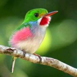 Hino CCB 103 - Bendize, ó minha alma