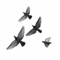 دراجون بول dragon ball