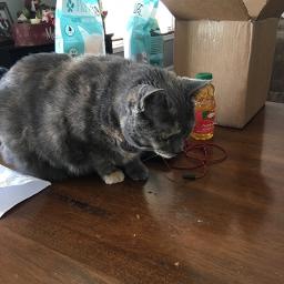 LOVE ❤️ IF YOU LOVE ❤️ CATS 🐱