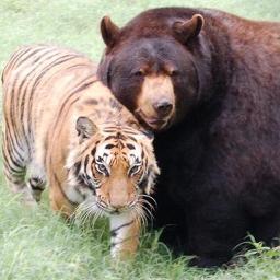 Nandemonaiya [ なんでもないや ]  Movie Ver.