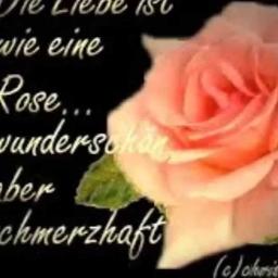 Die Rose - Liebe ist, wie wildes Wasser