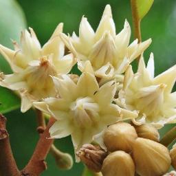 ลานพิกุล