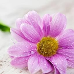 Marannuvo Poomakale SHORT