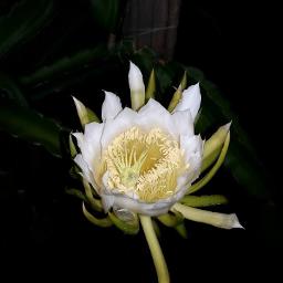 Bên Cầu Biên Giới