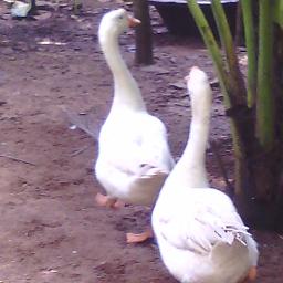 Arayenna Kili onnen Maanasathil