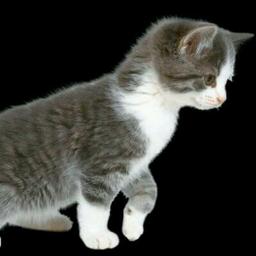 គ្មានថ្លៃគ្មានថ្ងៃរស់