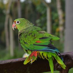 Sempre brilhar devemos - Hino 336