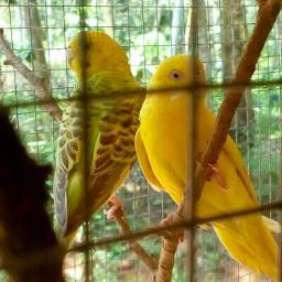 Manikuyile manikuyile- Short