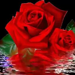 Si Las Flores Pudieran Hablar