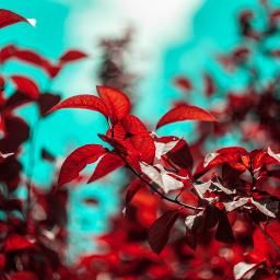 පින්න මලේ Reggae* Pinna Male