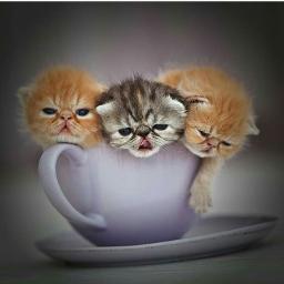 Blue Hawaii - 🐱☕ BLUE 🄷🄰🅆🄰🄸🄸 ☕🐱1973 version