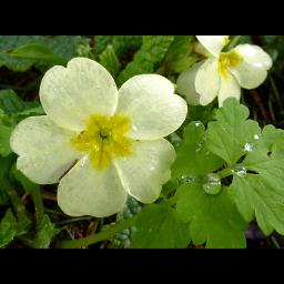 ခါးတမာချိုလေမှ