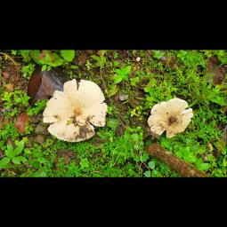 ကျွန်တော်တို့ကျွန်မတို့သည်