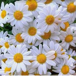 Sesine Aşık Oldum [Şiir]