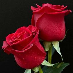 Dil Hoom Hoom Kare - Dil Hoom Hoom Kare