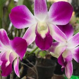 🌷❤️SEKEWA ITU❤️🌷