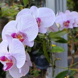 Pasrah - Pasrah Pasrah Pasrah Pasrah Pasrah Pasrah