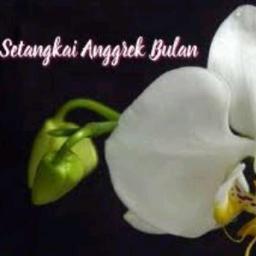 Setangkai Anggrek Bulan