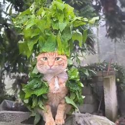 𝙷𝚀🦋 Snehatthin Pattukara {Last}