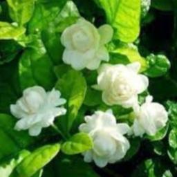 စံပယ်ဖြူ