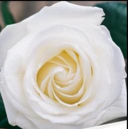 "Sekuntum Mawar Merah - 🥀🌹SEKUNTUM MAWAR MERAH🌹🥀" by KeyMilla_putri "Sekuntum Mawar Merah - 🥀🌹SEKUNTUM MAWAR MERAH🌹🥀" by KeyMilla_putri