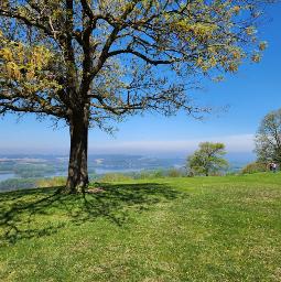 နွေနှောင်းဝသန်