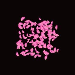 Mamburappoo Maqamile