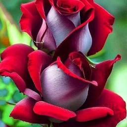 "HARUSKAH AKU MATI" by Dian_Rozyta_SSV