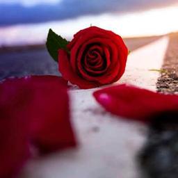 chempoove poove unplugged short