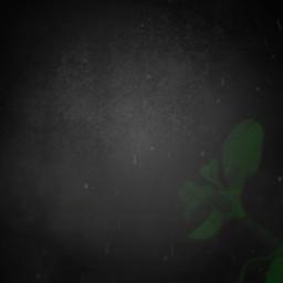 Sirimalle puvva-16 yella vayassu