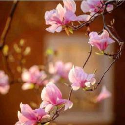 လရောင်ချော့တေး