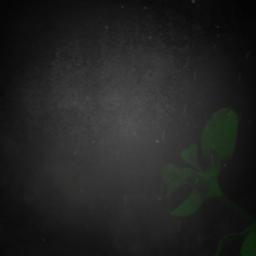Memories Of Rose