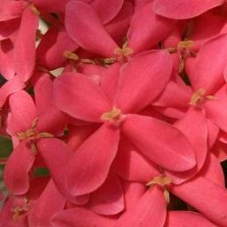 တကူကူးကူ