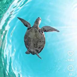 Satukanlah Hati Kami - Satukanlah hati kami Satukanlah hati kami