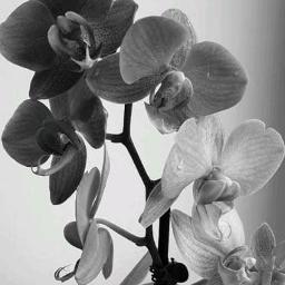 "YAKINLAH" by __saputri_smule