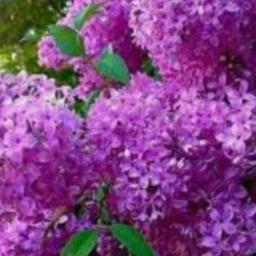 chirichente manasile... short🤗🤗😍😍🌼