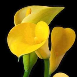 🌺 Malayoram Veesum(HQ)Full 🌺