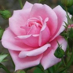 ❤Di Puncak Bukit Hijau❤